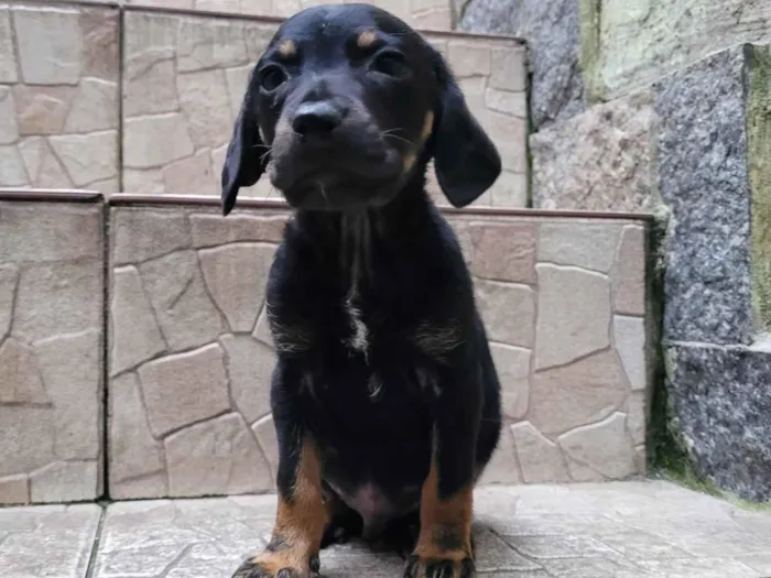 Cachorro ra a  idade Abaixo de 2 meses nome Filhote