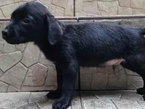 Cachorro raça  idade Abaixo de 2 meses nome Filhote