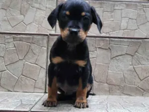Cachorro raça  idade Abaixo de 2 meses nome Filhote 