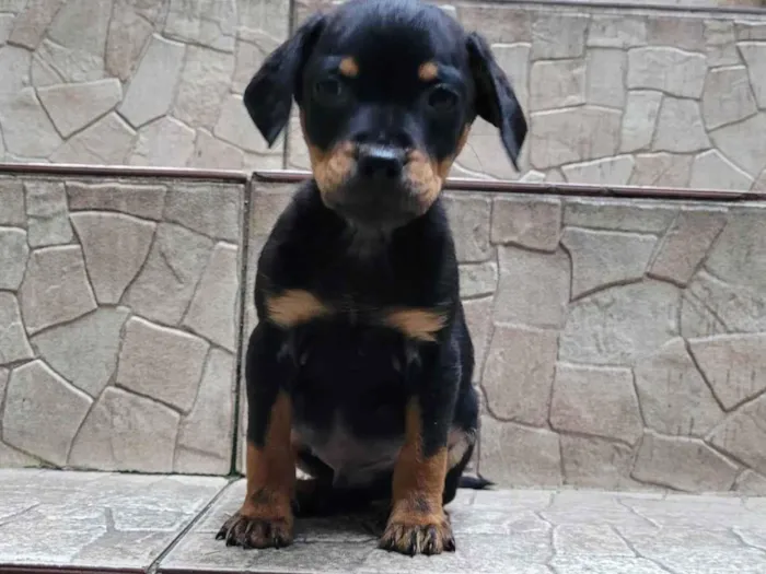 Cachorro ra a  idade Abaixo de 2 meses nome Filhote 