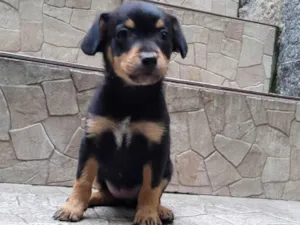 Cachorro raça  idade Abaixo de 2 meses nome Filhote