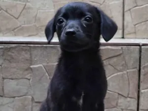 Cachorro raça  idade Abaixo de 2 meses nome Filhote