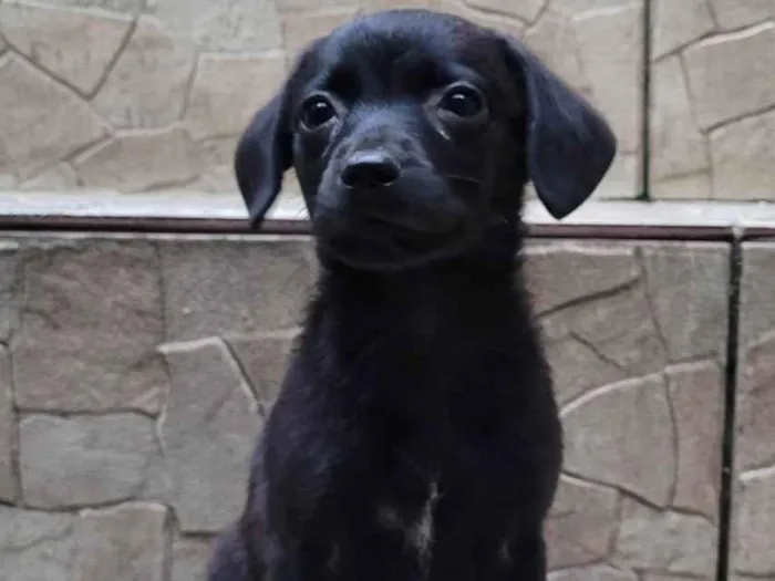 Cachorro ra a  idade Abaixo de 2 meses nome Filhote