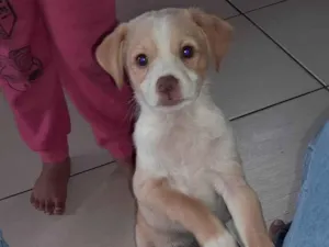 Cachorro raça shitzu/vira-lata idade 2 a 6 meses nome como são filhotes ainda não colocamos nomes neles, vira-lata