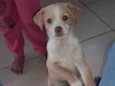 como são filhotes ainda não colocamos nomes neles, vira-lata