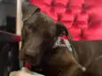 Gilda - Mix de Staffordshire Bull terrier