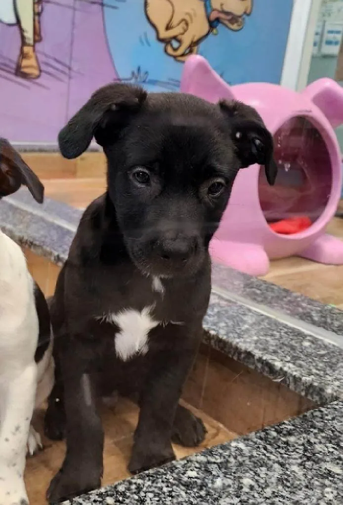 Cachorro ra a SRD-ViraLata idade 2 a 6 meses nome Darius
