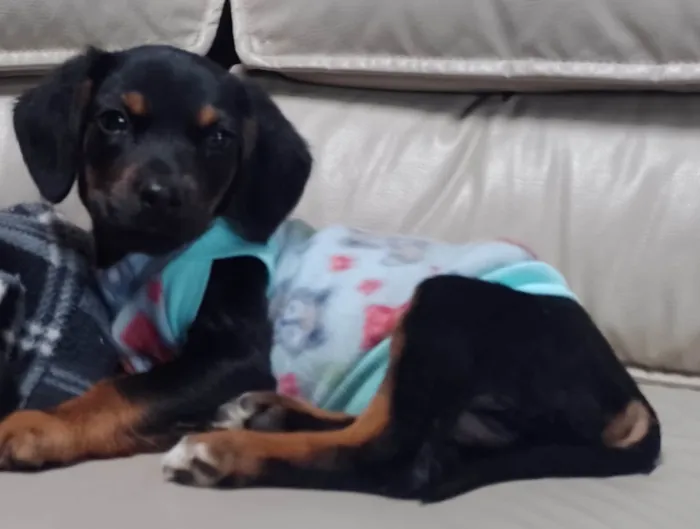 Cachorro ra a SRD-ViraLata idade 2 a 6 meses nome Leona