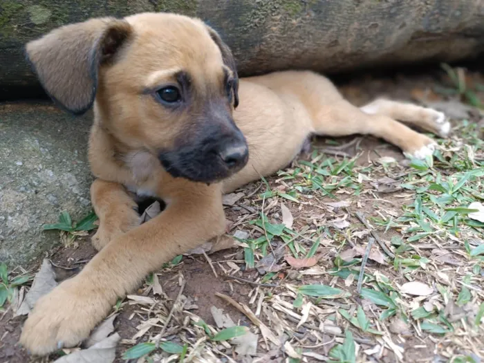 Cachorro ra a SRD-ViraLata idade 2 a 6 meses nome Gon