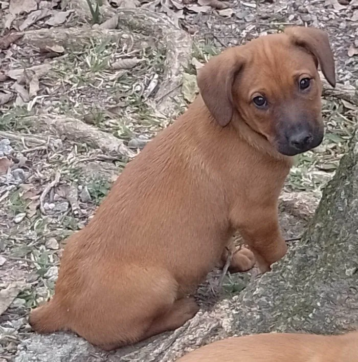 Cachorro ra a SRD-ViraLata idade 2 a 6 meses nome Marceline