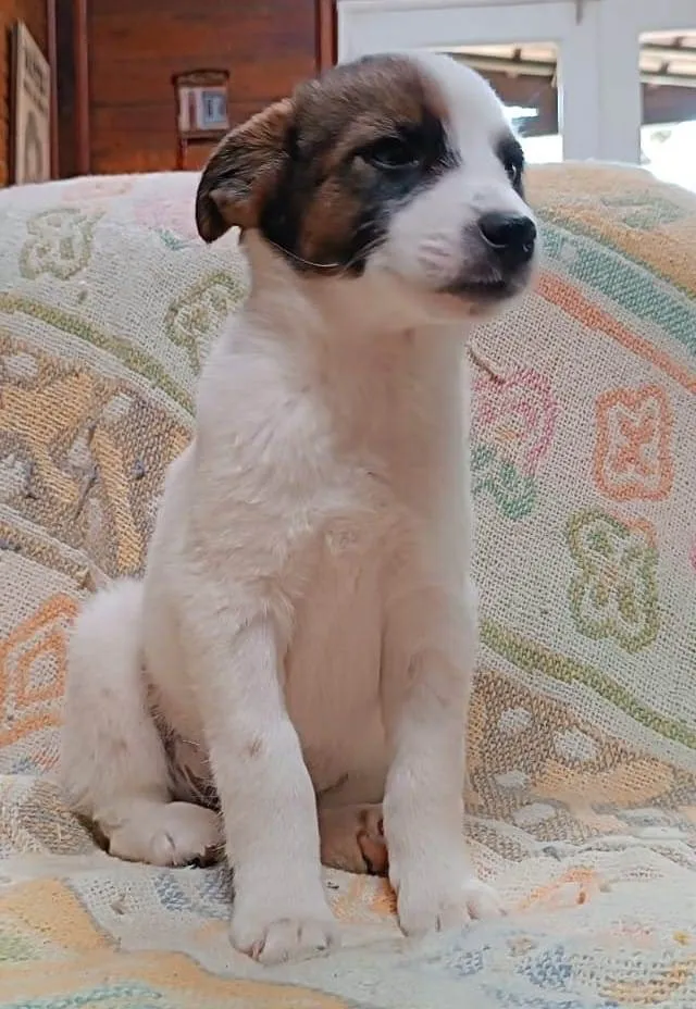 Cachorro ra a SRD-ViraLata idade 2 a 6 meses nome Snow