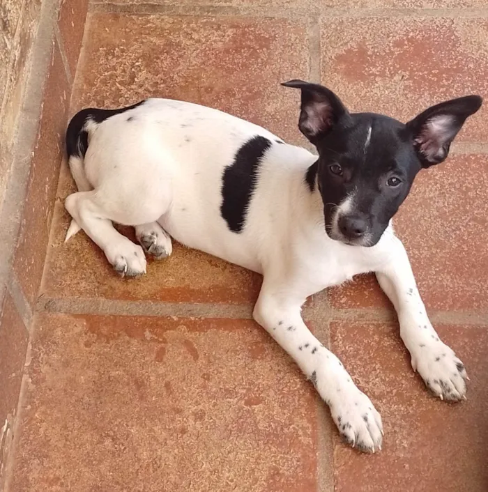 Cachorro ra a SRD-ViraLata idade 2 a 6 meses nome Garen