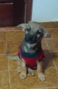 Loki