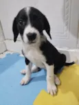 Matilda