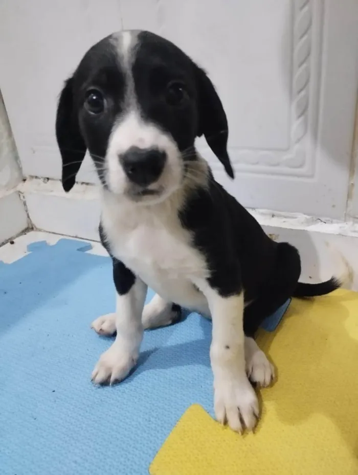 Cachorro ra a Srd idade 2 a 6 meses nome Matilda