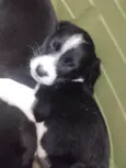 Matilda