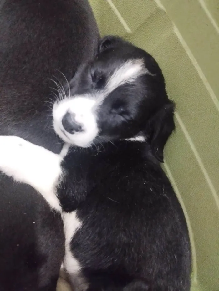 Cachorro ra a Srd idade 2 a 6 meses nome Matilda