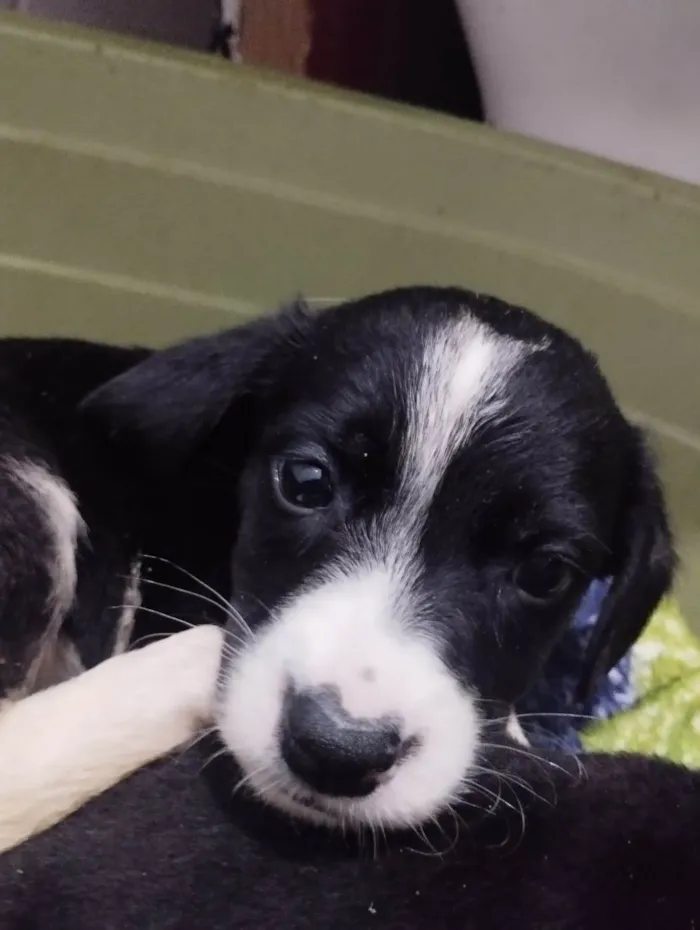 Cachorro ra a Srd idade 2 a 6 meses nome Matilda