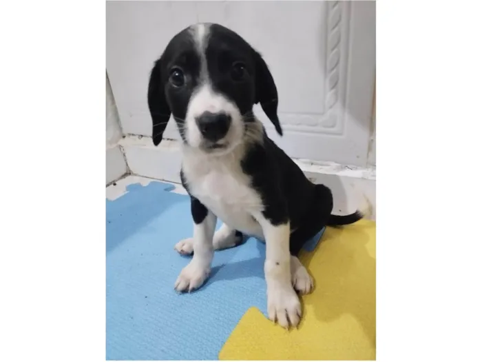 Cachorro ra a Srd idade 2 a 6 meses nome Matilda