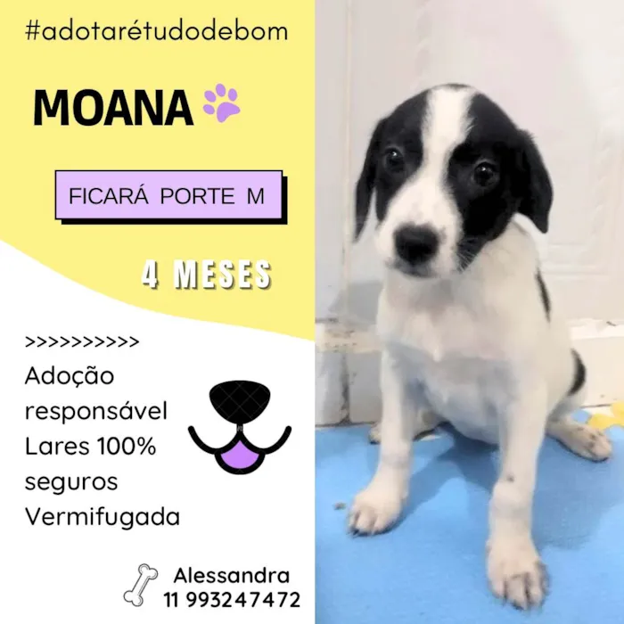 Cachorro ra a SRD-ViraLata idade 2 a 6 meses nome Moana