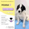 Moana