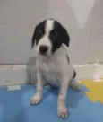 Moana