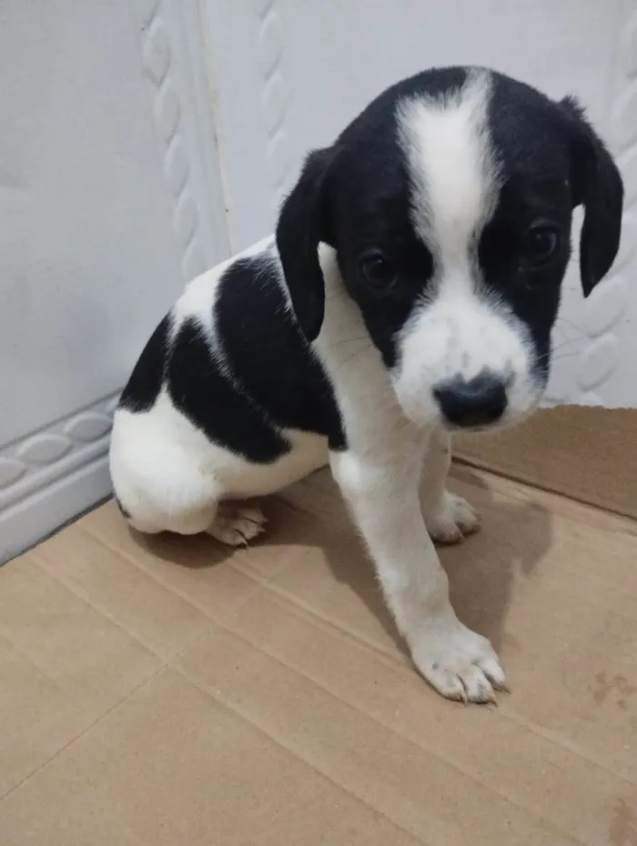 Cachorro ra a SRD-ViraLata idade 2 a 6 meses nome Moana