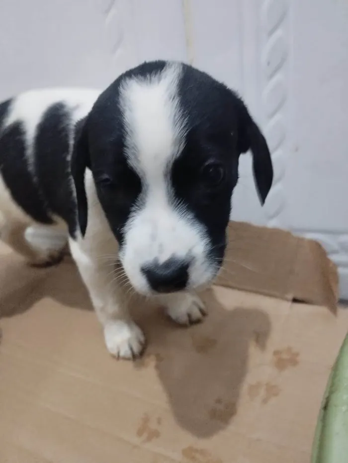 Cachorro ra a SRD-ViraLata idade 2 a 6 meses nome Moana