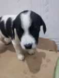 Moana