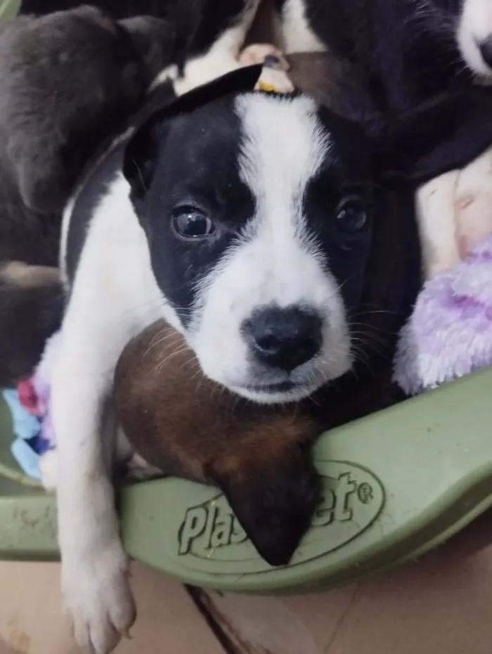 Cachorro ra a SRD-ViraLata idade 2 a 6 meses nome Moana