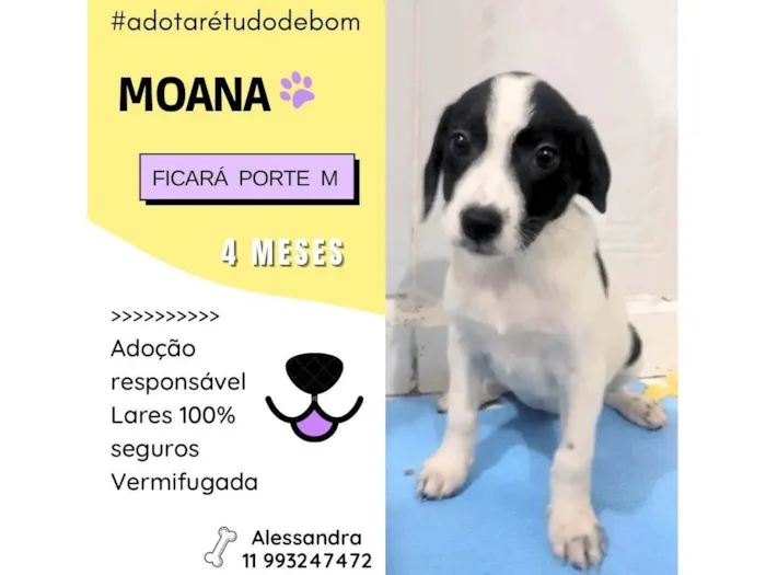Cachorro ra a SRD-ViraLata idade 2 a 6 meses nome Moana