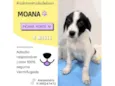 Moana