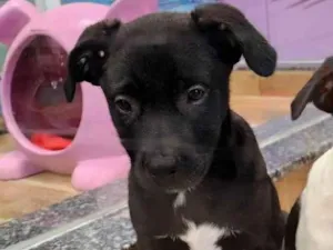 Cachorro raça SRD-ViraLata idade 2 a 6 meses nome Darius