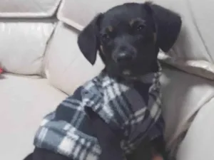 Cachorro raça SRD-ViraLata idade 2 a 6 meses nome Poppy