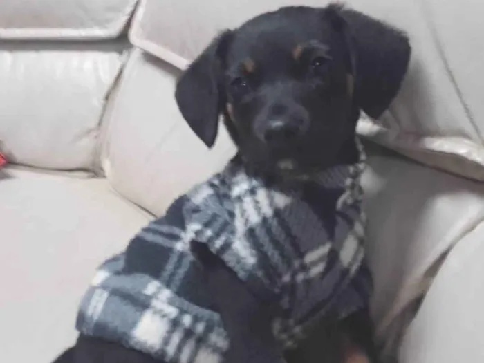 Cachorro ra a SRD-ViraLata idade 2 a 6 meses nome Poppy