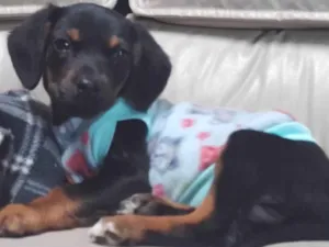 Cachorro raça SRD-ViraLata idade 2 a 6 meses nome Leona