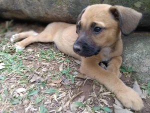 Cachorro raça SRD-ViraLata idade 2 a 6 meses nome Gon