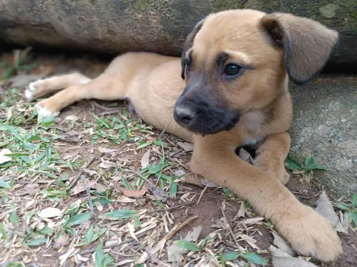 Cachorro ra a SRD-ViraLata idade 2 a 6 meses nome Gon
