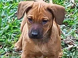 Cachorro raça SRD-ViraLata idade 2 a 6 meses nome Olaf