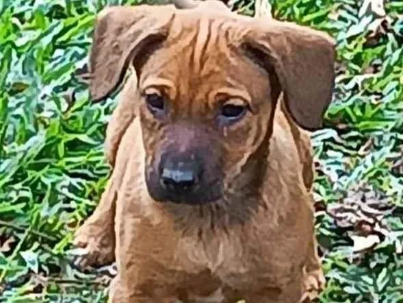 Cachorro ra a SRD-ViraLata idade 2 a 6 meses nome Olaf