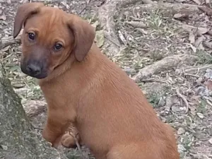 Cachorro raça SRD-ViraLata idade 2 a 6 meses nome Marceline