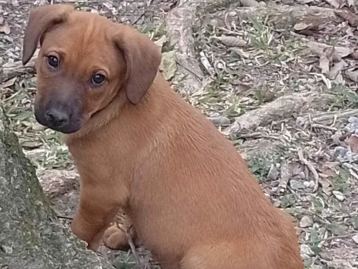 Cachorro ra a SRD-ViraLata idade 2 a 6 meses nome Marceline