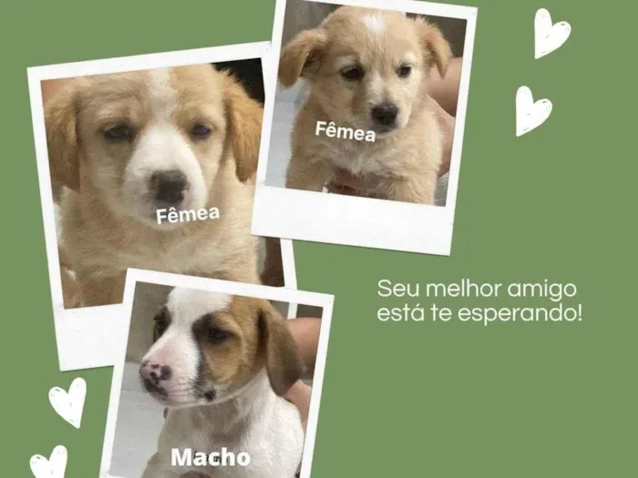 Cachorro ra a SRD-ViraLata idade 2 a 6 meses nome sem nome