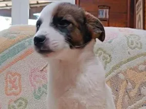 Cachorro raça SRD-ViraLata idade 2 a 6 meses nome Snow