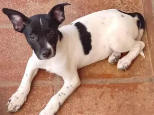 Cachorro raça SRD-ViraLata idade 2 a 6 meses nome Garen