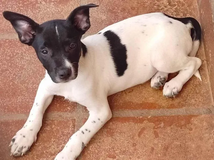 Cachorro ra a SRD-ViraLata idade 2 a 6 meses nome Garen