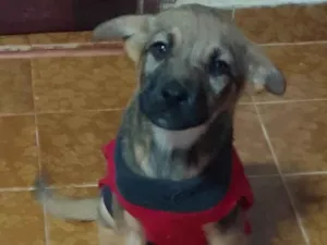 Cachorro raça SRD-ViraLata idade 2 a 6 meses nome Loki