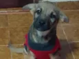 Loki