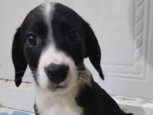 Cachorro raça Srd idade 2 a 6 meses nome Matilda