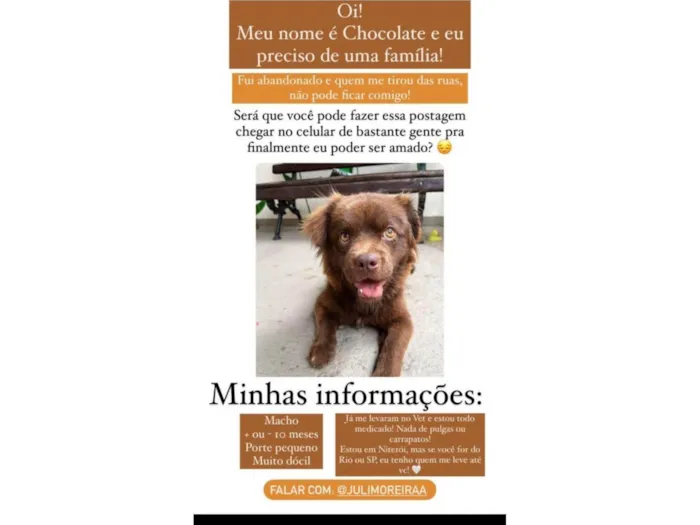 Cachorro ra a Srd idade 7 a 11 meses nome Chocolate 